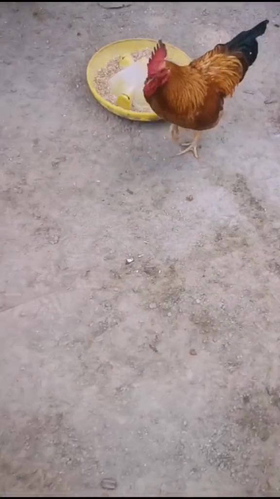 让你见识一下,什么叫“恩将仇报”,这只大公鸡太没良心了!