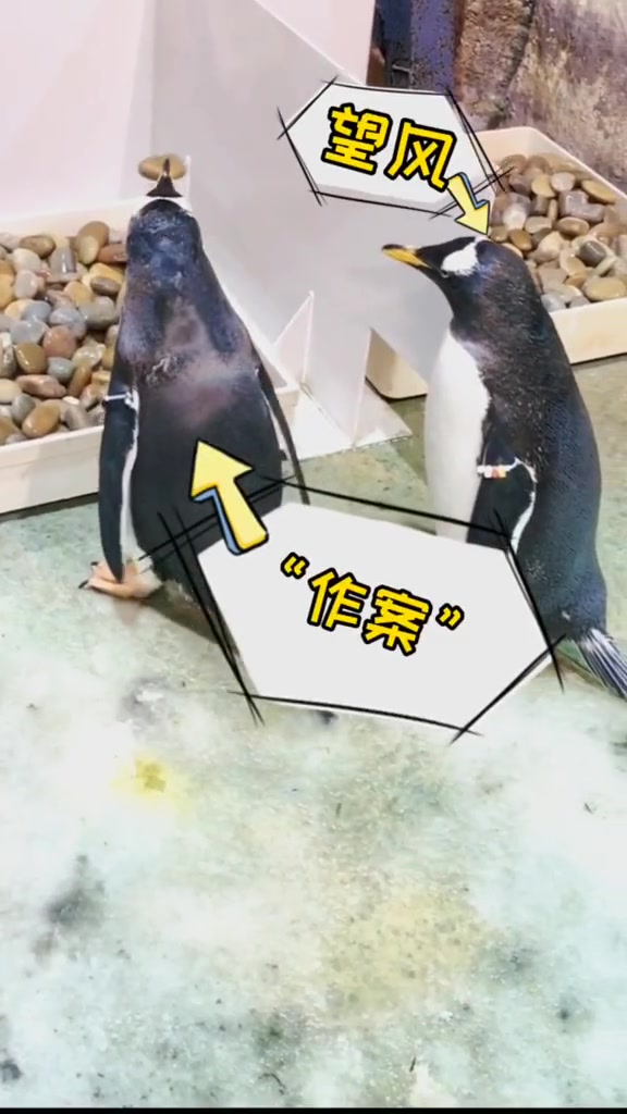 企鹅夫妻俩一起偷别人窝里的石头,网友:不是一家人不进一家门啊