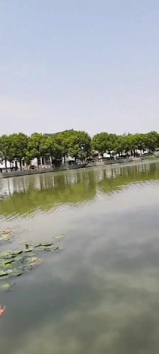 千灯镇野钓王牌,可能一辈子记忆,野生6斤6量的大桂鱼。