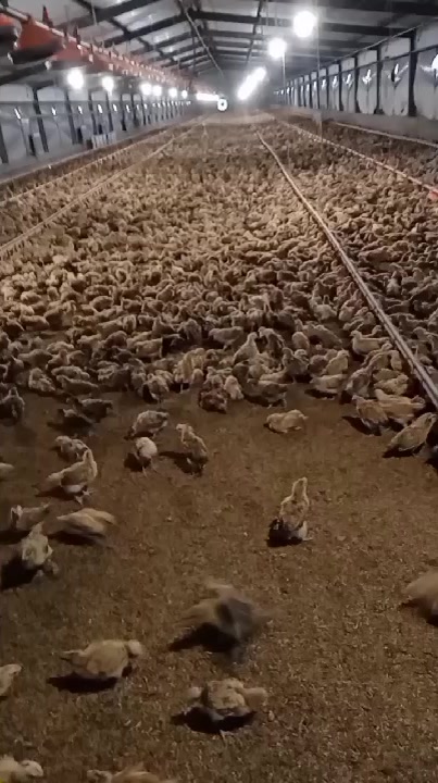 本公司常年出售淮南王土鸡苗,脱温苗和兽药免费提供养殖技术