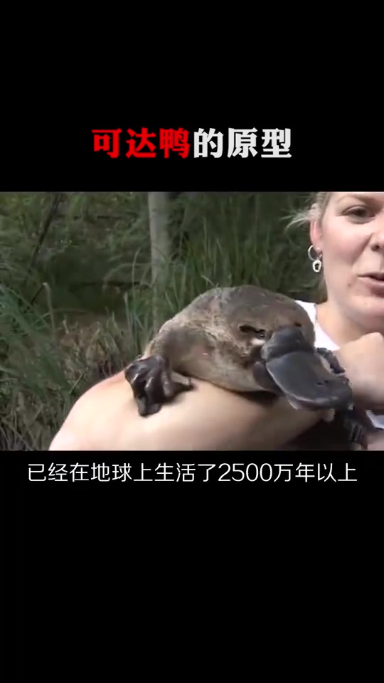 可达鸭的原型,和这种动物几乎一模一样