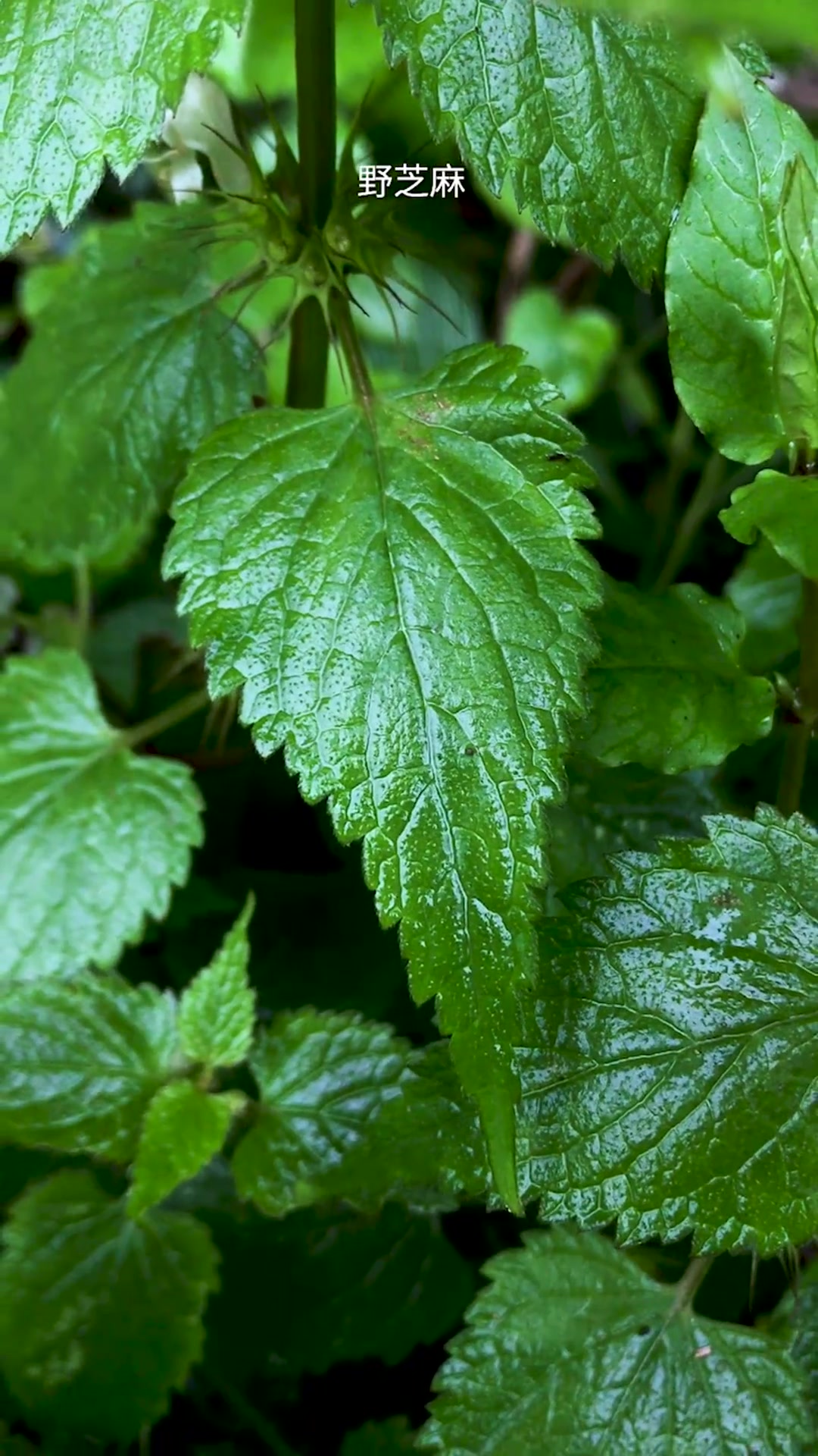 野芝麻,唇形科植物,香