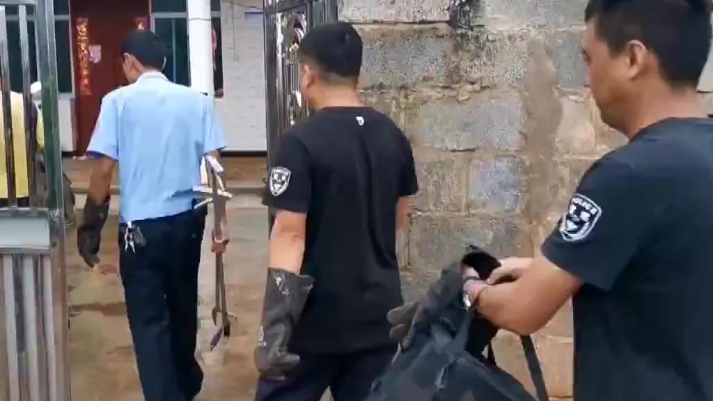 【重达11斤!3米长剧毒眼镜王蛇闯入居民家】近日在云南,一条3米长的毒蛇溜进了一户居民家中