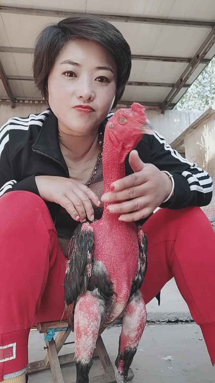 大家好,我是斗鸡姐,天天和家人拍视频,我家是养的越南鬼子斗鸡