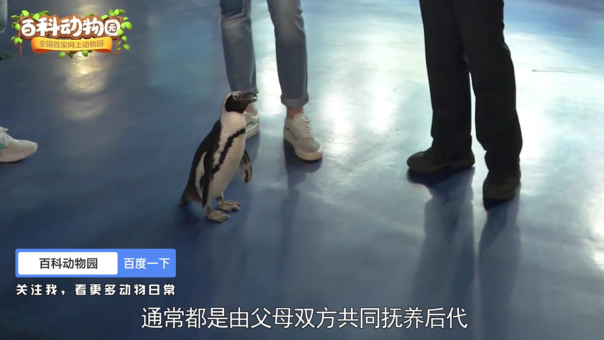 你知道非洲小企鹅是怎么长大的吗[期待][期待]想知道小企鹅小时候需要吃那些食物吗?关注我,