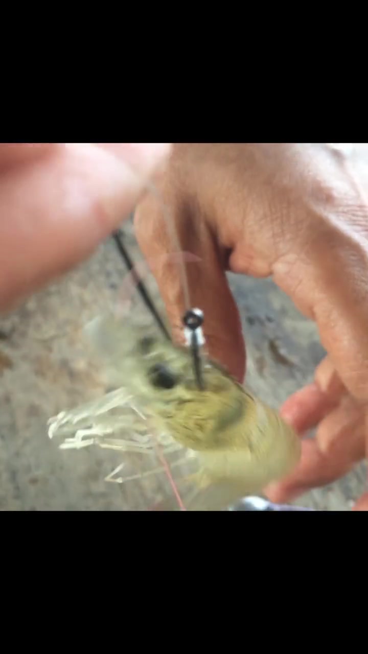 活虾钓鱼,效果好,怎么挂钩,能保证它的活性?