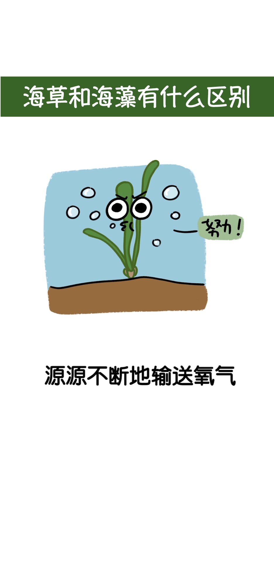 海草和海藻有什么区别?