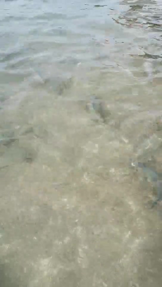 分界洲岛魔鬼鱼互动