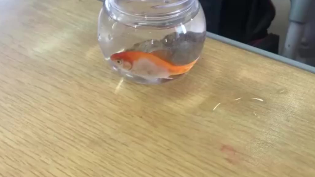 【笑翻!小学生带大鲫鱼上科学课】近日,福建厦门某学校的科学老师让学生们带鱼到班上做实验,探