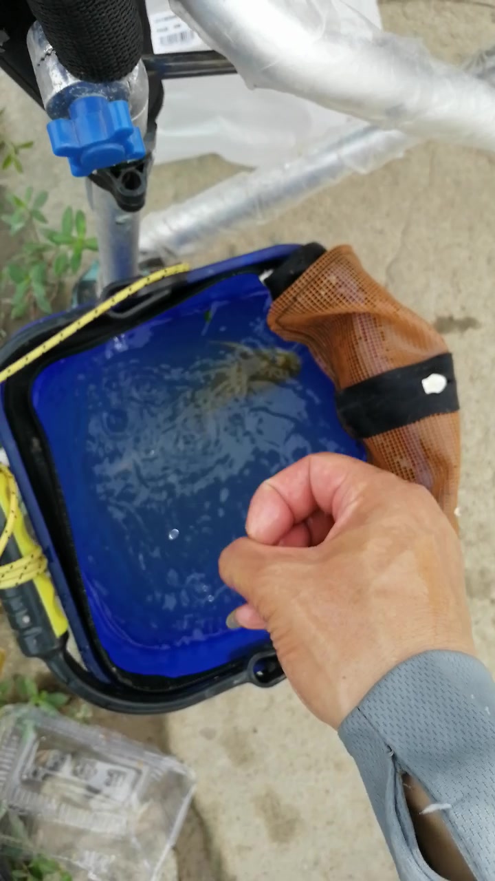 鲤鱼肚子这么大,是想产卵了吗?这样的鲤鱼尽早放生吧