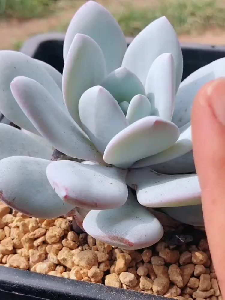 多肉粉雪莲,肉友们来看看吧