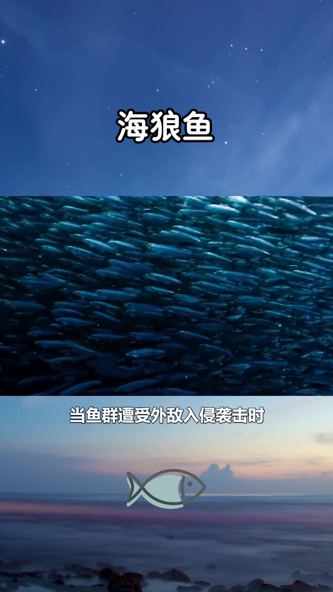 快速了解海狼鱼#星知计划#
