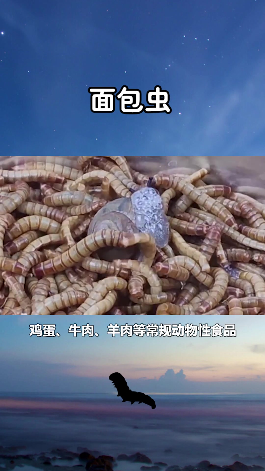 快速了解面包虫#星知计划#