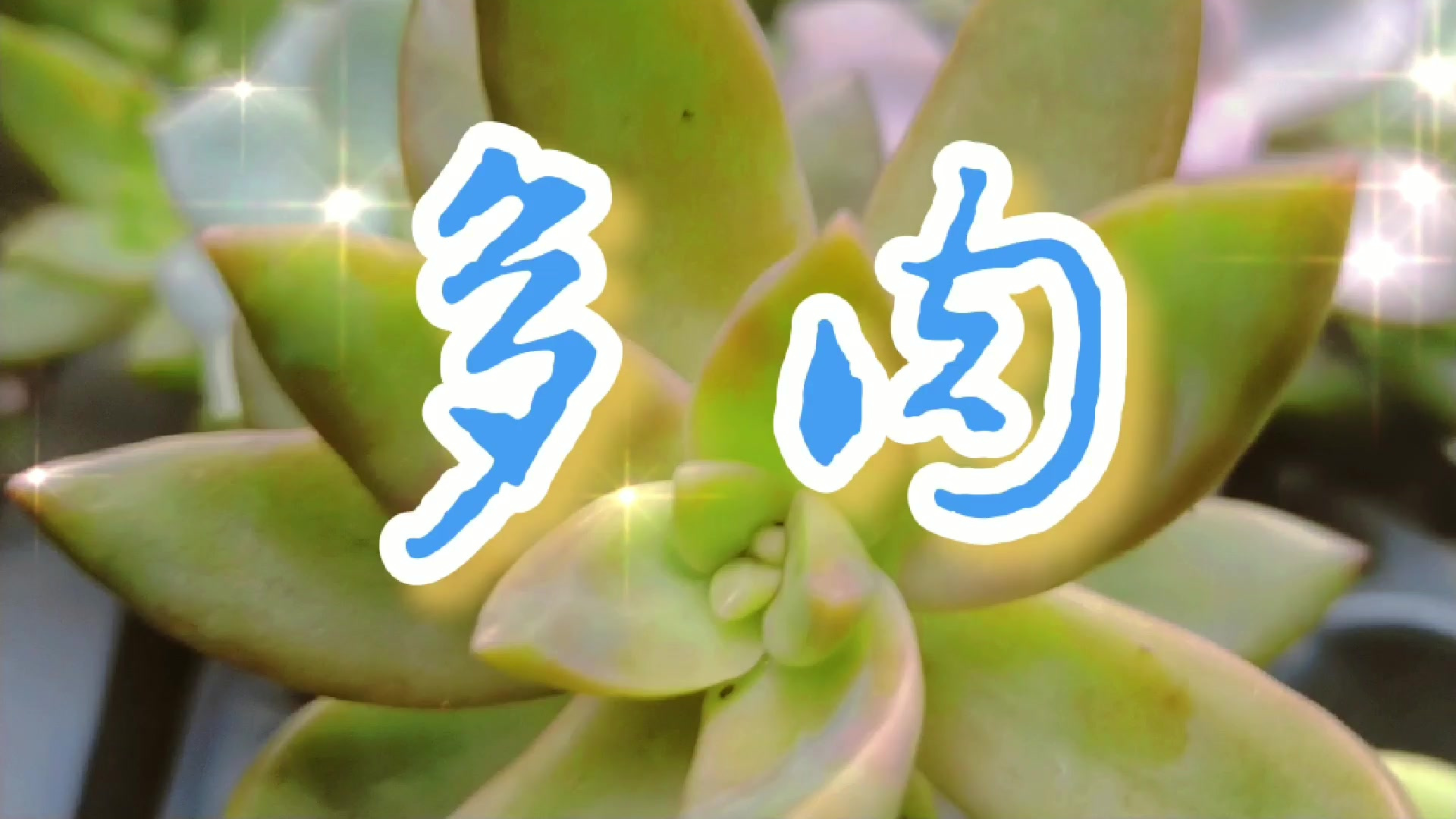 喜欢多肉吗?为什么它叫多肉呢? ​多肉的根、茎、叶三种营养器官中,叶是肥厚多汁,并且具备储