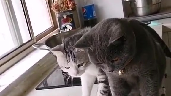 #短视频打卡挑战赛# 两只馋嘴猫咪想吃鱼,鱼哥表示:这波我能反杀