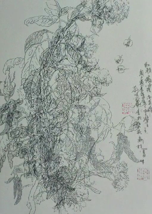钢笔线描写生鸡冠花