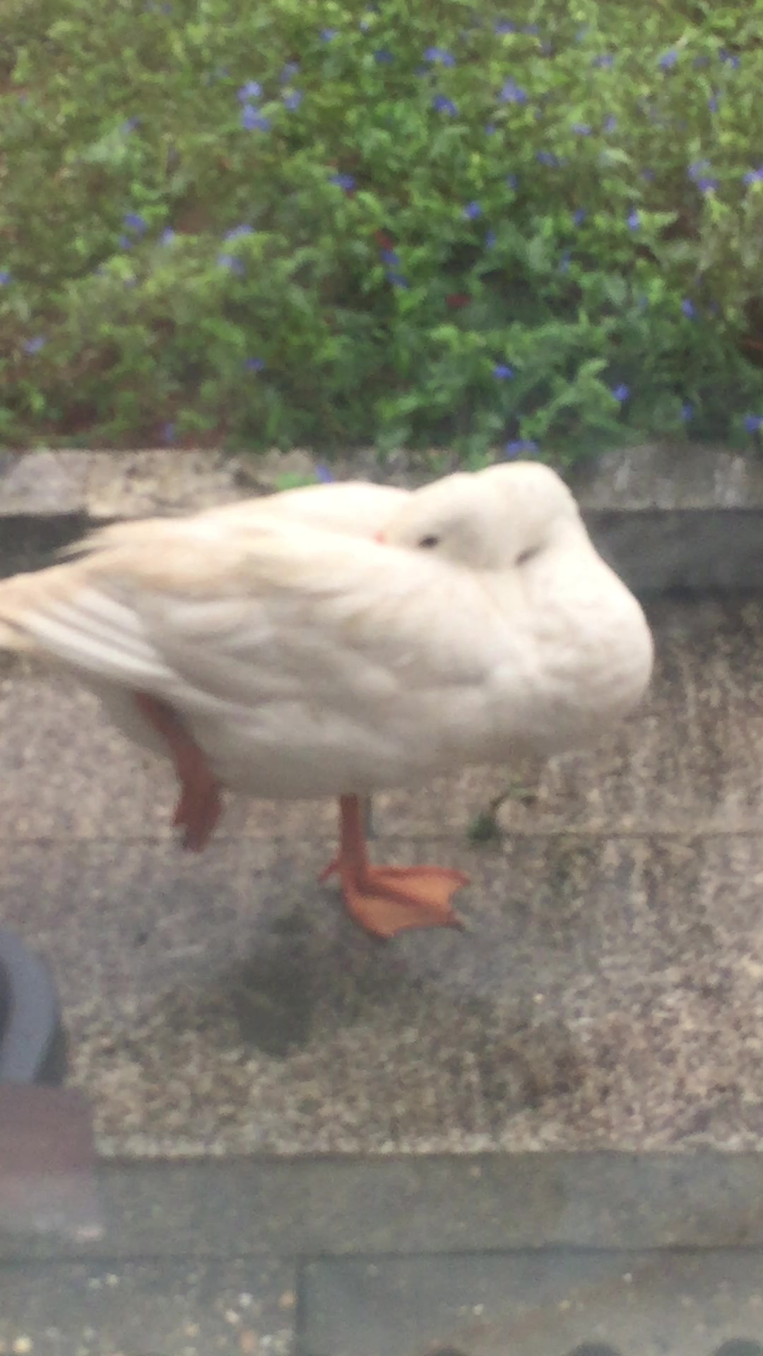 大白鹅原来是这样睡觉的