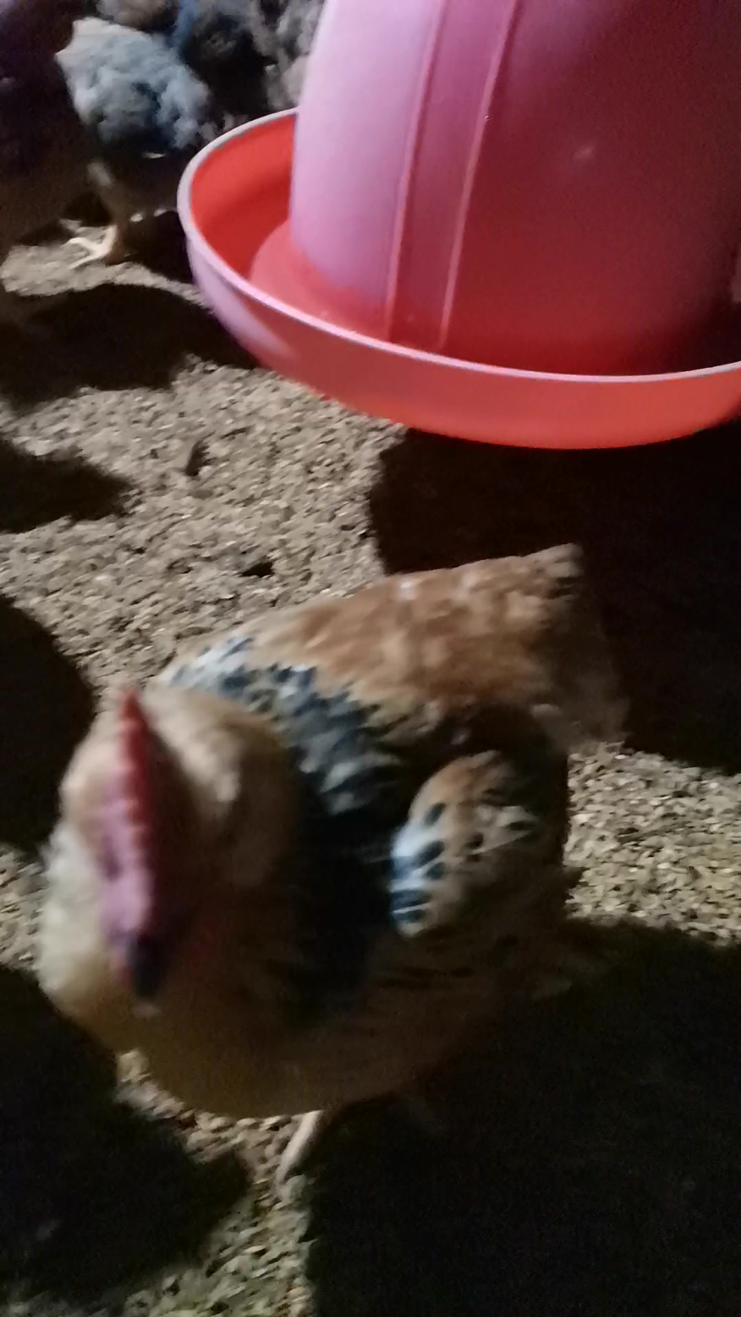 小徐养殖,40天的三黄鸡,平均重量就2.5斤左右吧