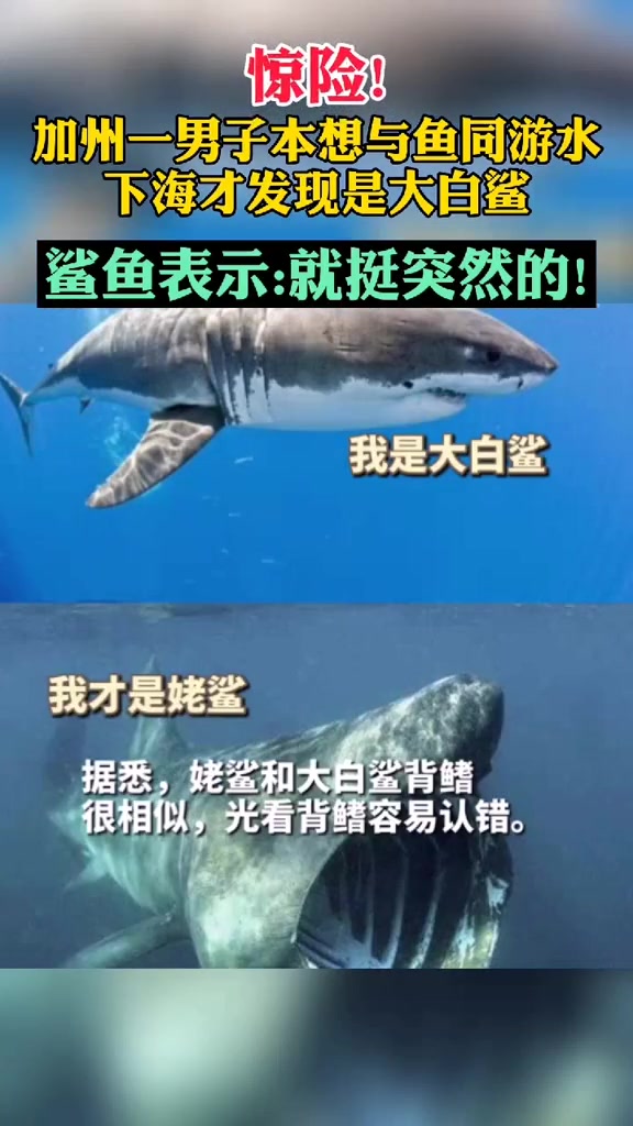 加州男子本想与鱼同游水下海才发现是大白鲨,鲨鱼表示:挺突然的