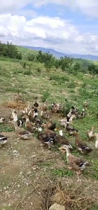 有谁要买火鸭,野生放养的。