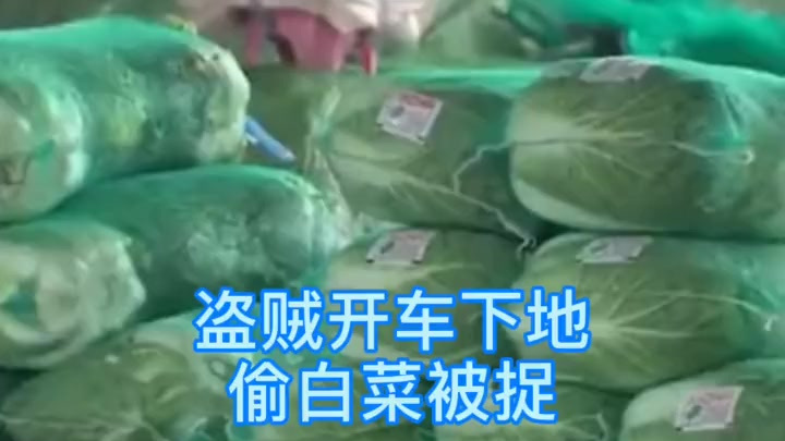 #韩国大白菜涨至62元一颗离谱吗#韩国吃不起肉,吃不起水果,连大白菜都吃不起了,少给美国交