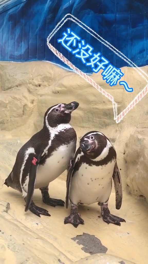 我们企鹅可不光是生活在南极哟,更不在北极