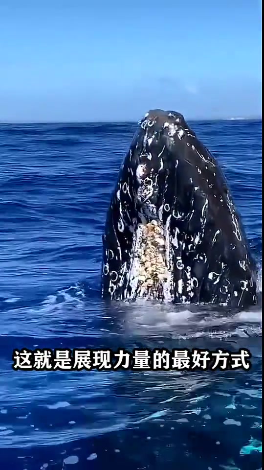 为什么庞大的鲸鱼,要费力的跃出水面看完涨知识了