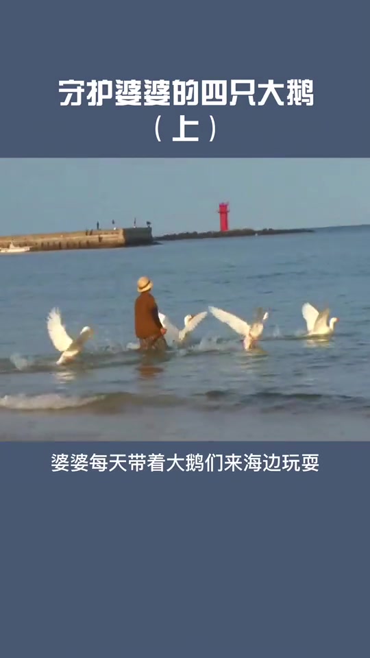 这些大鹅太可爱了哈哈哈,你们觉得怎么样?