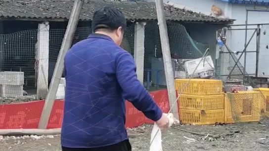 大客户直言要100只白条鹅,老张逮鹅激动的差点滑倒