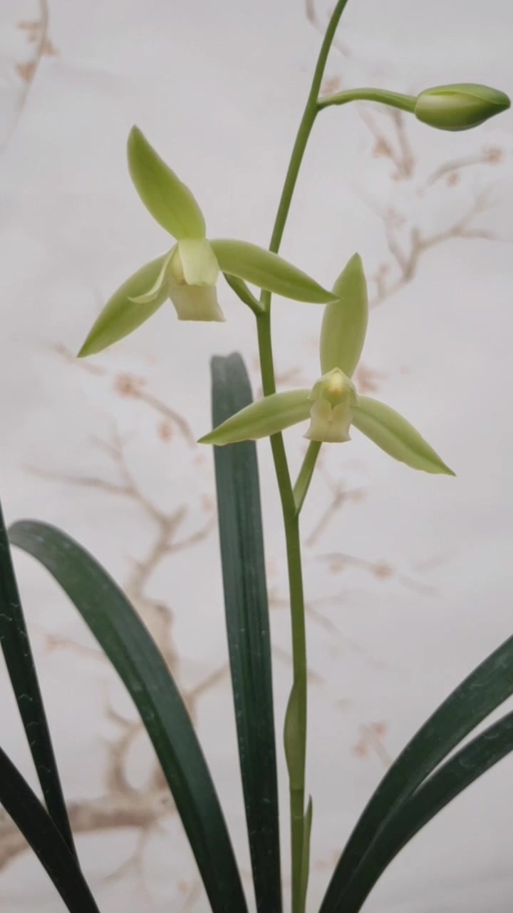 清心素雅建兰三明鱼魫