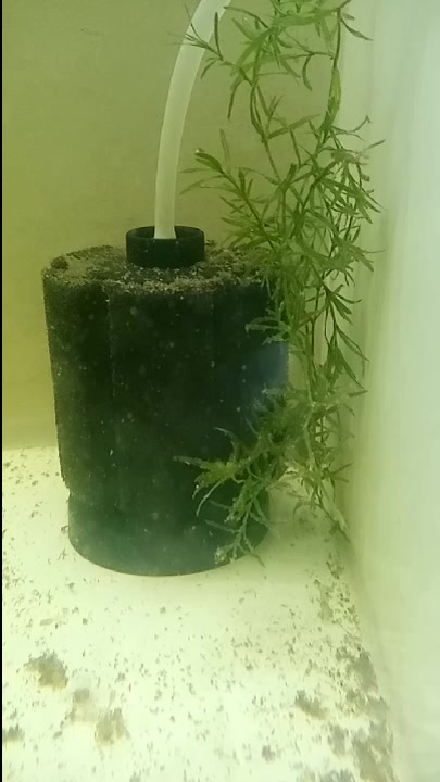6天了就看见一只鱼苗出来,干脆掀开石块拿走公鱼,鱼苗独立了!