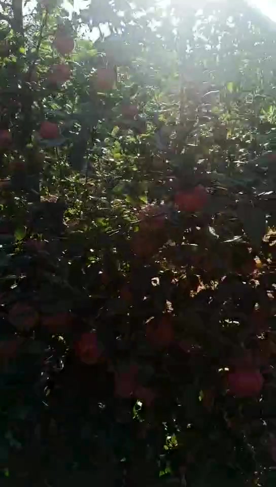 我们的大鸡冠苹果丰收啦,一年辛劳汗水,珍惜作物粮食