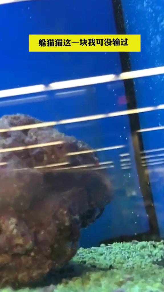 黄高鳍刺尾鱼:躲猫猫这一块我可没输过呢