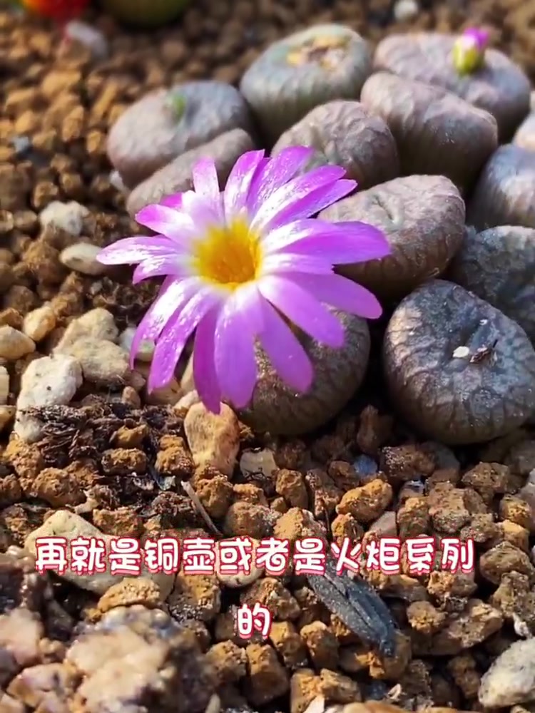 养花技巧:介绍一下肉锥花如何授粉