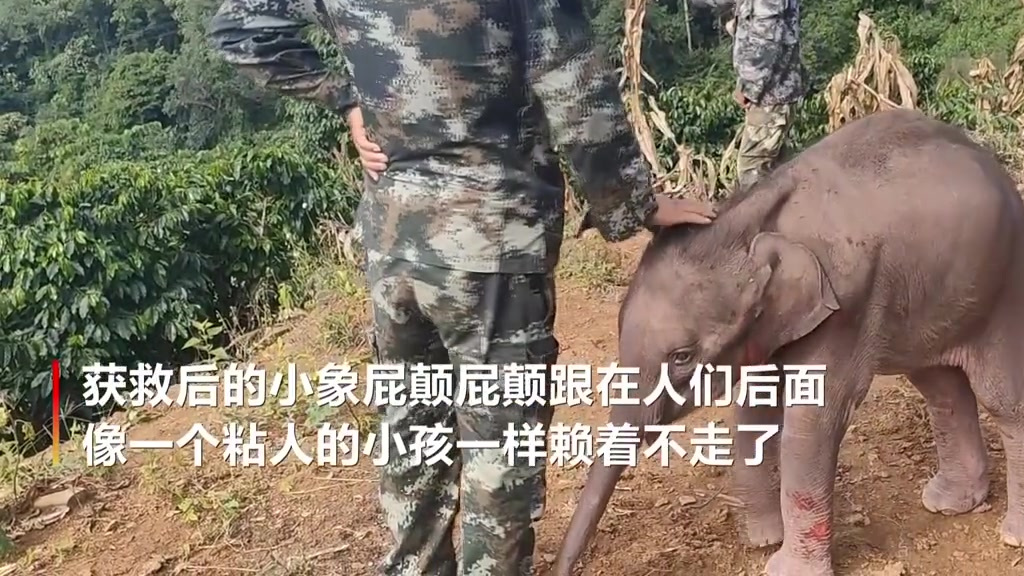 【野象宝宝跌倒了,要村民扶才能起来![太开心]】 近日,云南省普洱市思茅区六顺镇,一头刚出