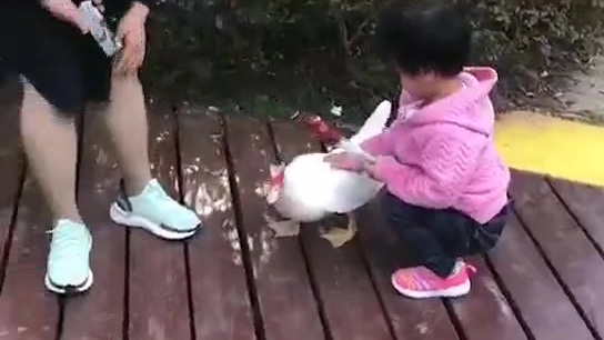 萌化了!浦东塘桥一小区环境持续改善,引来一只会下蛋的番鸭。上海一小区现番鸭下蛋  