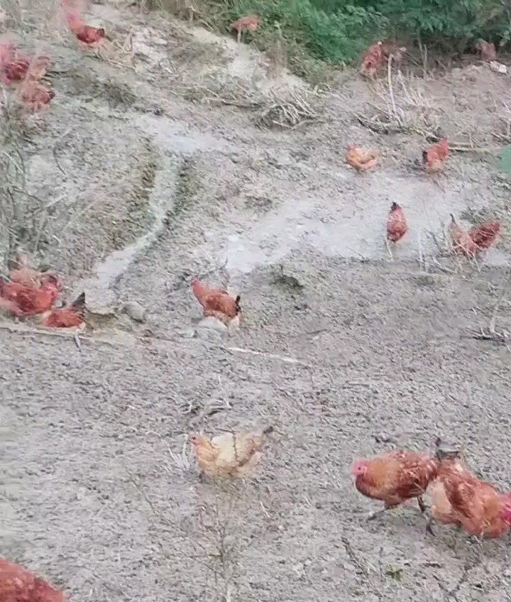 我是养殖阿鑫,养的青脚麻鸡
