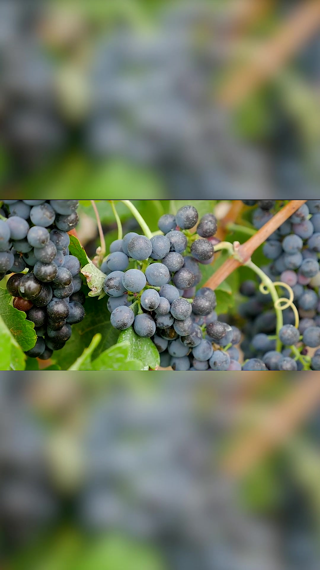 红/白/桃红葡萄酒的口感区别