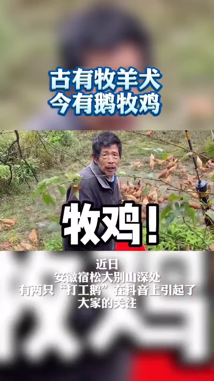 专门用来看护土鸡的“牧鸡鹅” 你见过吗?