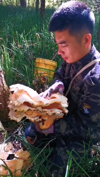 鸡冠蘑学名硫磺菌刚长出来可食用味道很好,老了可以晒干打粉