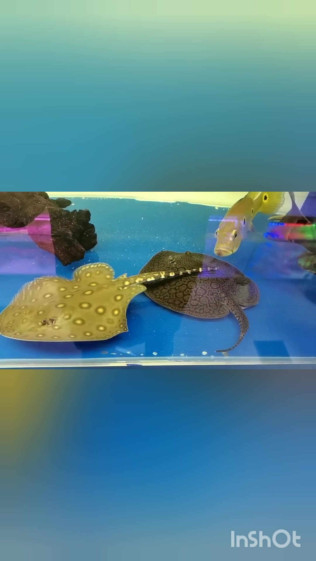 观赏鱼欣赏,魟鱼,珍珠虹