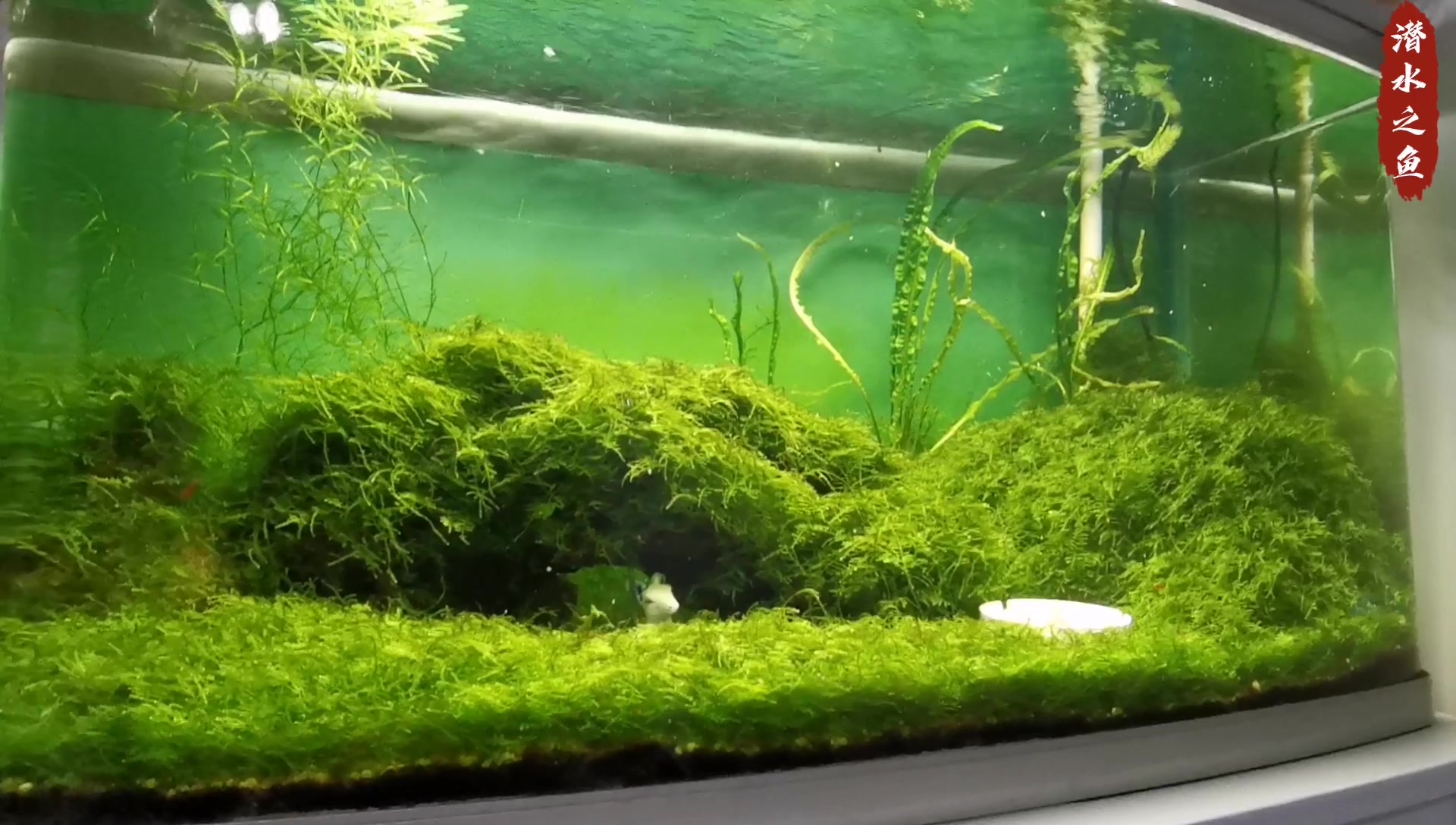#记录我的周末时光#  坐水族箱前发呆。80虾缸中的草长成绿地毯,小虾小螺们的生活很是惬意