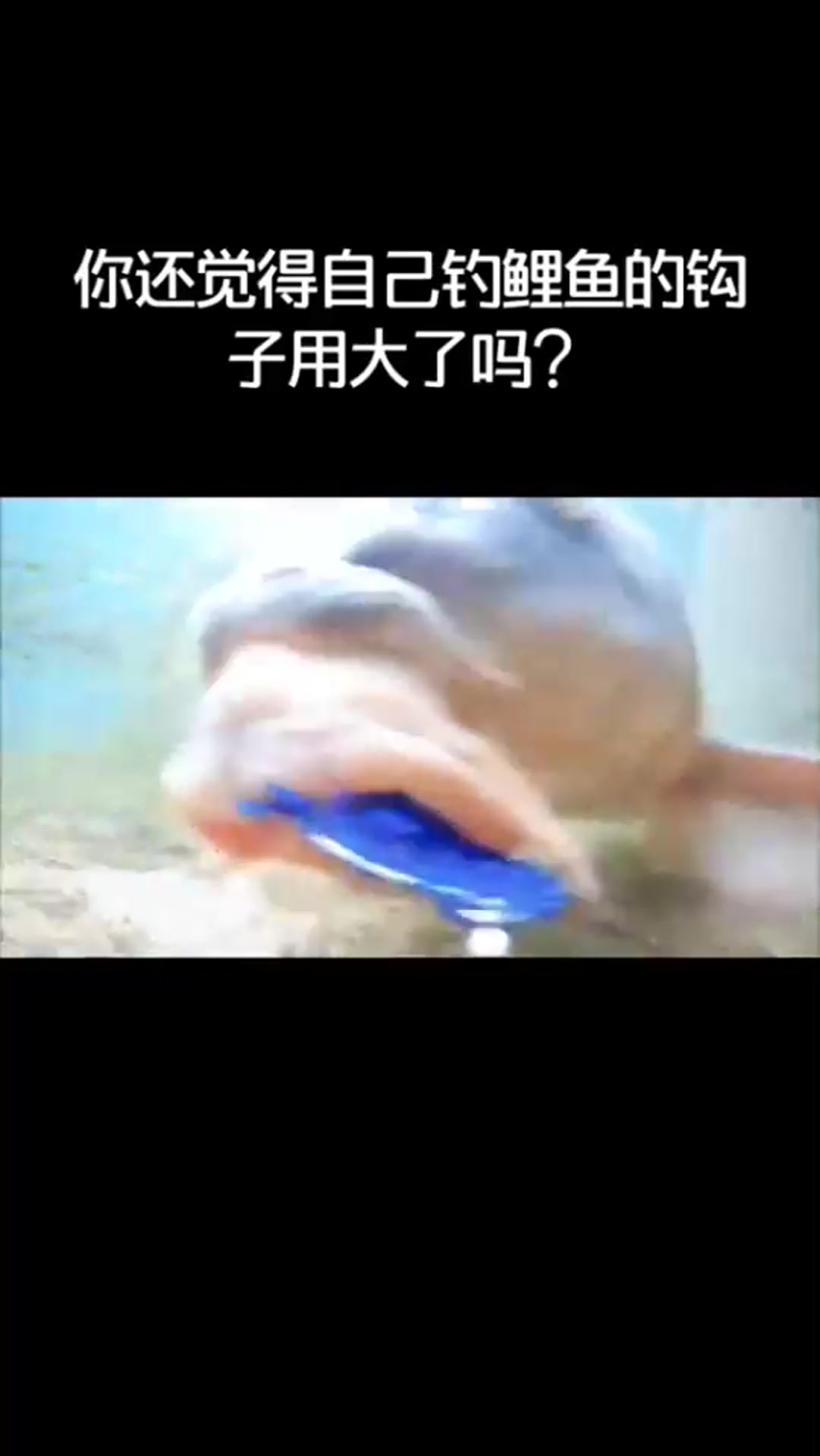 高清鲤鱼吃饵画面,所以经典漂相就是顶漂和走漂