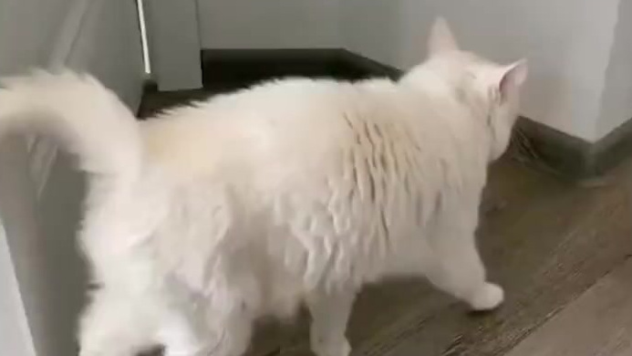 俄罗斯猫咪Sofia有个独特的爱好——学人说话。不管铲屎官要Sofia学什么,它都会马上用