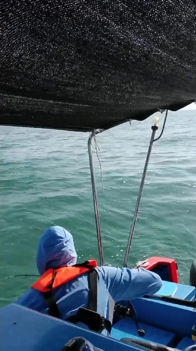 港珠澳大桥偶遇白海豚,今天鱼获品种丰富