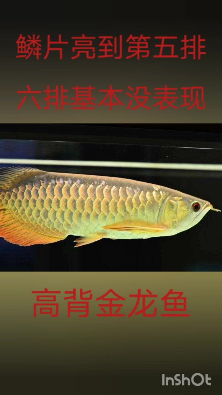 观赏鱼欣赏之金龙鱼