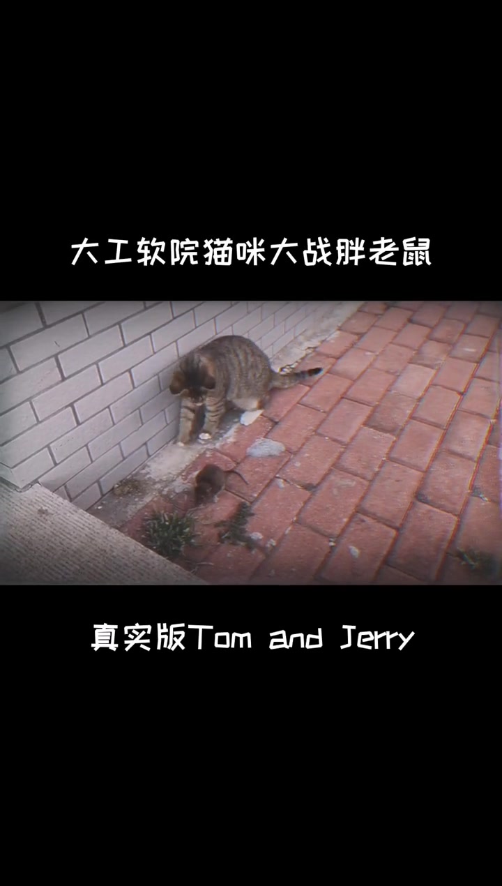 大工软院猫咪大战胖老鼠!真实版Tom and Jerry～