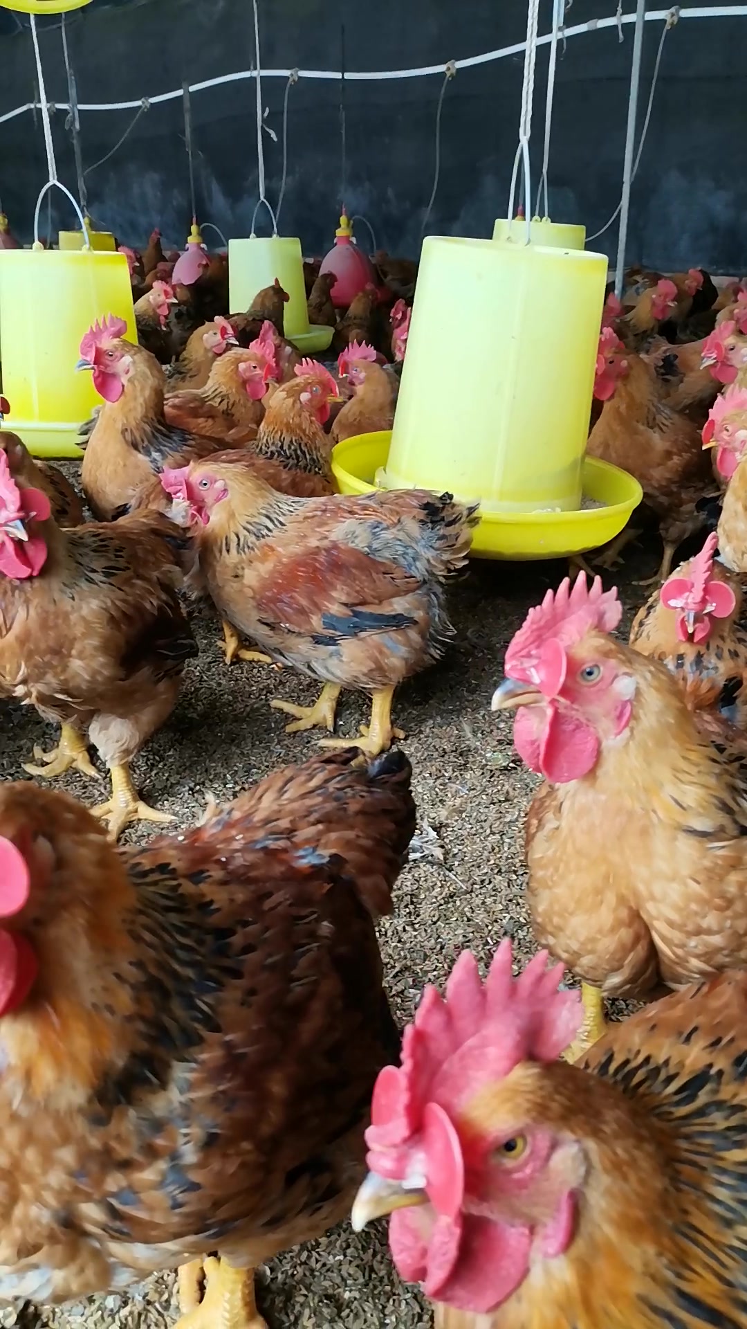 小徐养殖,三黄鸡六十五天重量4.5斤