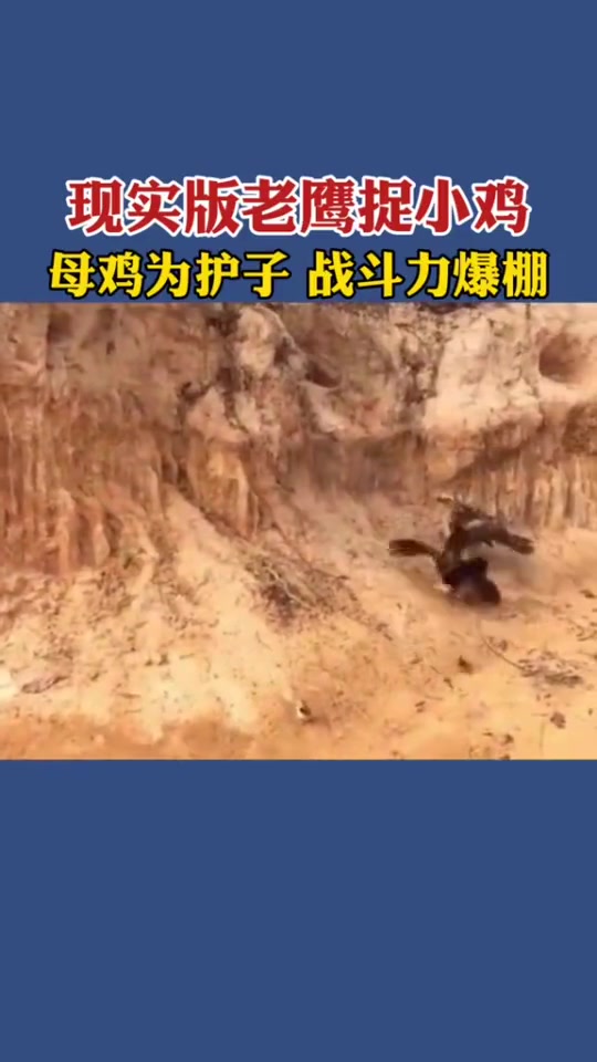 现实版老鹰捉小鸡,母鸡为护子战斗力爆棚