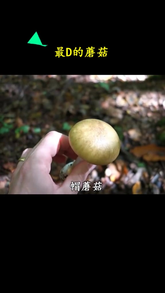 比唐僧还要快的直达西天道路,在森林里要看仔细了哦